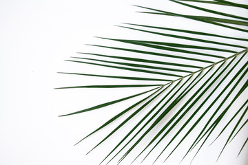Obraz premium leaf robelini on a white background