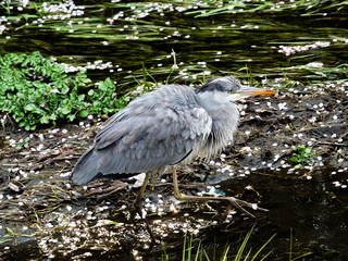 Grey Heron fishing in a Japanese river 7
