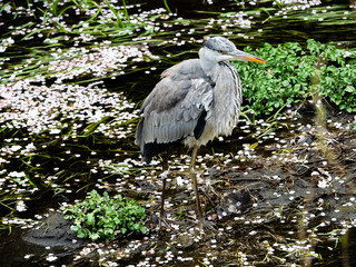 Grey Heron fishing in a Japanese river 6