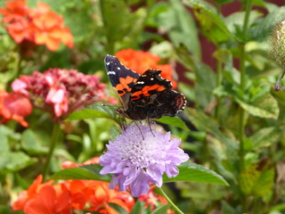 Schmetterling, Schmetterlinge
