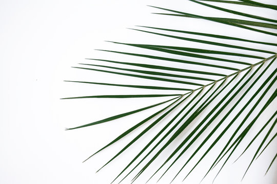leaf robelini on a white background
