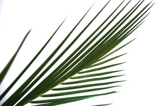 part of a sheet of robelini on a white background close-up diagonally
