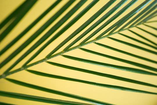 part of a sheet of robelini on a yellow background close-up