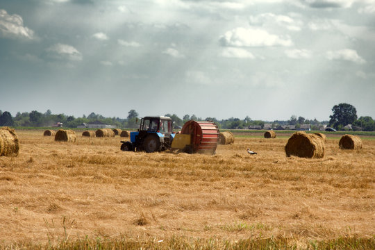 Harvesting at the stage of straw collection. Storks collect insects