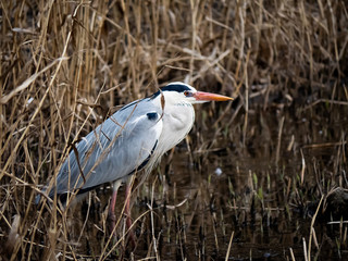Grey Heron fishing in a Japanese river 16
