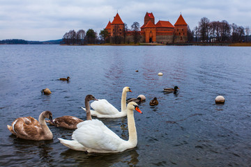 The Trakai castle is the largest of the old castles preserved in Lithuania. Located in the ancient...