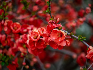 Red quince flowers bloom in a Japanese park