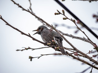 bulbul in a sakura tree full of buds 2