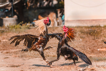 The fighting cock of Thailand is fighting in the midst of nature. In Thailand, this fight was brought into the sporting event. In addition, gambling is involved.