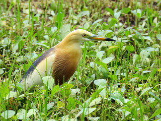 Chinese Pond Heron (Ardeola bacchus),Breeding plumage in nature