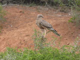 Greifvogel
