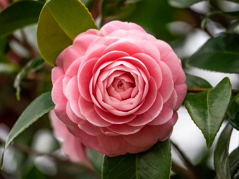 pink camellia flower blooming in early spring