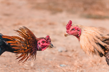 The fighting cock of Thailand is fighting in the midst of nature. In Thailand, this fight was brought into the sporting event. In addition, gambling is involved.