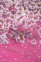 桜の花　春イメージ