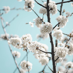 arrivée du printemps, arbre fleuri