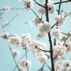 Fotobehang Blauw komst van de lente, bloeiende boom