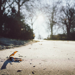 une feuille au sol sur un sol gelé