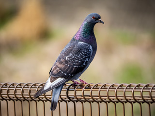 pigeon perched on a fense