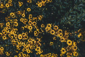 gelbe Blumen