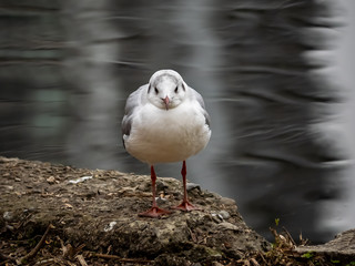 Seagull stands beside Shinobazu Pond in Ueno Park 2
