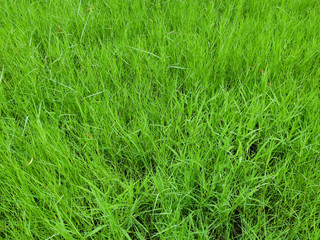 grass lawn texture