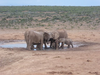 Elefanten, Elefanten am Wasserloch