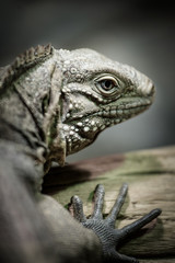 Cuban rock iguana sitting on a tree. Cyclura nubila.