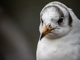 Portrait of a black-tailed gull in Ueno park 6