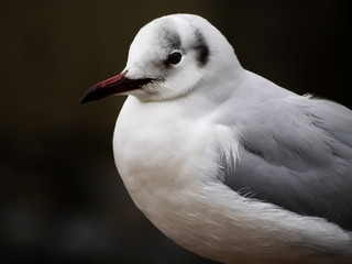 black-tailed gull in Ueno park 5