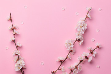 Spring composition of the twigs of flowering trees on a pink paper background.