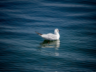 black-tailed gull floating on Tokyo bay 2