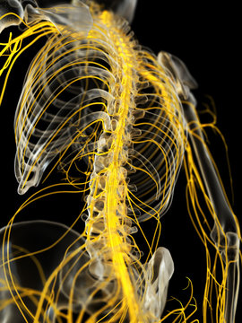3d rendered medically accurate illustration of the spinal cord