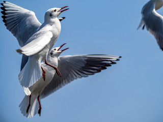 Flock of black-tailed gulls in flight in Yamashita park, Yokohama 1