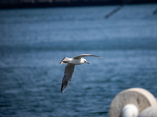 Black-tailed gull in flight over Tokyo Bay in Yamashita park, Yokohama 12
