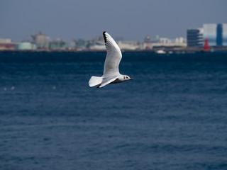 Black-tailed gull in flight over Tokyo Bay in Yamashita park, Yokohama 3