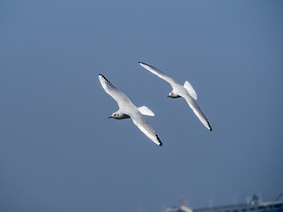 Fototapeta na wymiar Pair of Black-tailed gulls in flight over Tokyo Bay in Yamashita park, Yokohama