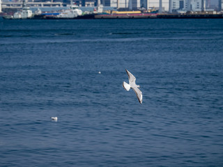 Fototapeta na wymiar Black-tailed gull in flight over Tokyo Bay in Yamashita park, Yokohama 7