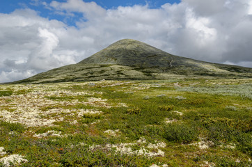 Norwegian fjaeldmark in the Rondane National Park