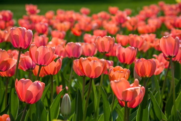 Field with red blooming tulips