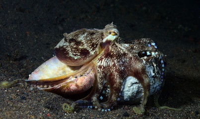 Incredible Underwater World - Coconut octopus - Amphioctopus marginatus. Diving and underwater photography. Tulamben, Bali, Indonesia.