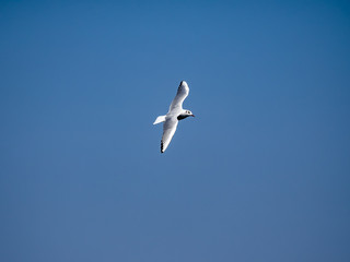 Black-tailed gull in flight over Tokyo Bay in Yamashita park, Yokohama 10