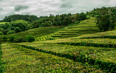 Fototapeta na wymiar A tea plantation in cloudy weather on Azores