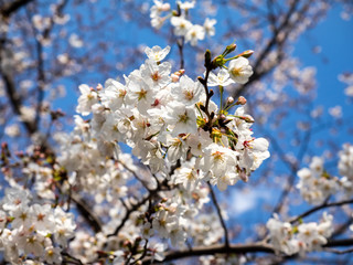 cluster of white Japanese sakura blossoms 2