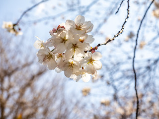 cluster of white Japanese sakura blossoms 1
