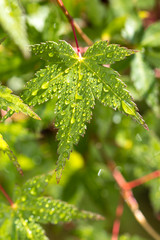 緑のモミジ　初夏イメージ