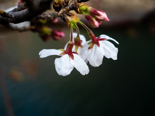 cluster of white Japanese sakura blossoms 9