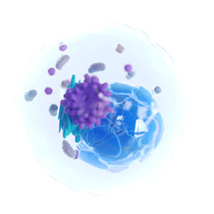 3d illustration of a human cell