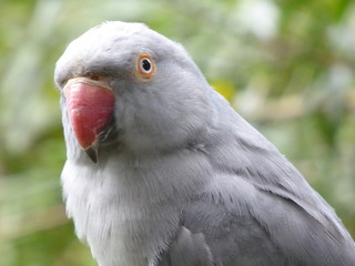 Papagei, Papagei in Nahaufnahme, parrot