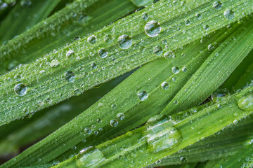 Morning Dew on Grass