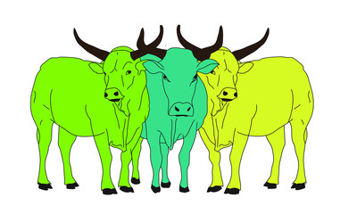 three green Nguni cows